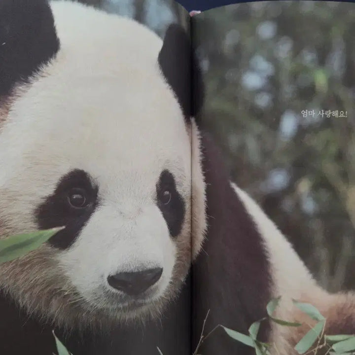 [BUNJANG] Fu Bao Diary + Lenticular Photocard / 기억해 푸바오 다이어리+렌티큘러 포카
