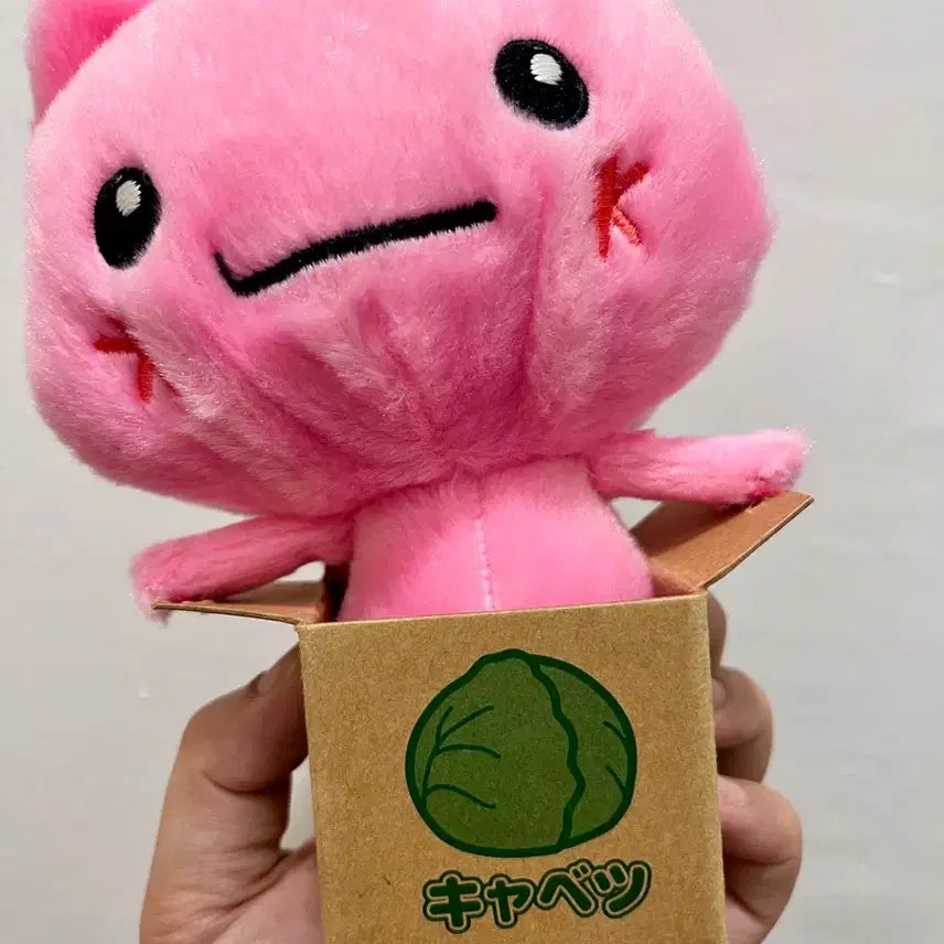 [BUNJANG] Cabbage Box Cat Plush / 양배추 고양이 인형