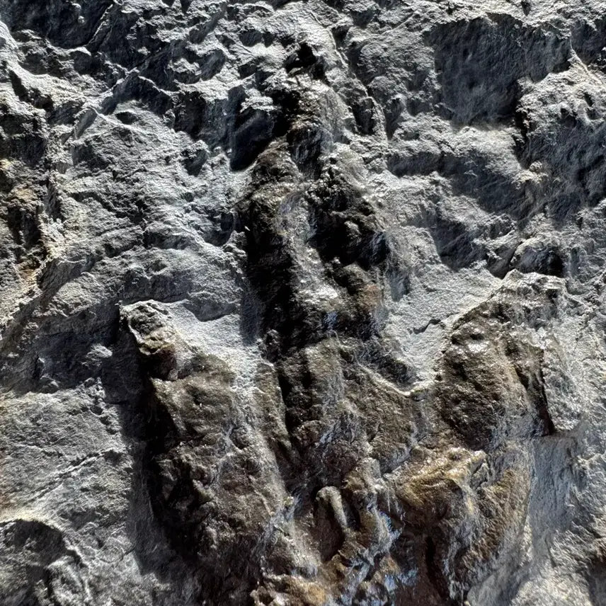 [BUNJANG] Authentic Dinosaur Footprint Fossil from Utah / 진품 공룡 발자국