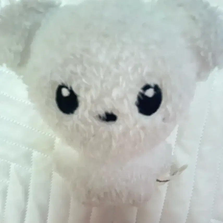 [BUNJANG] Cloud Jelly Jungwoo Doll / 구름쩡 정우 인형