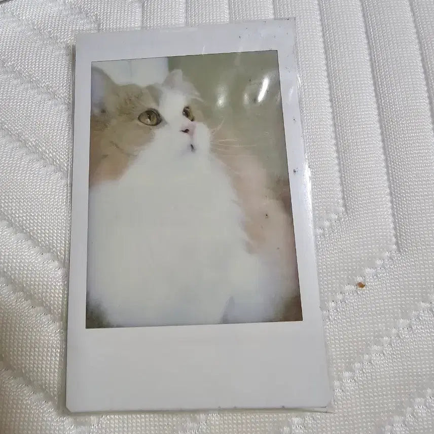[BUNJANG] CreamHeroes Krisa DiDi Polaroid Photo / 크림히어로즈 크집사 디디 폴라로이드 사진