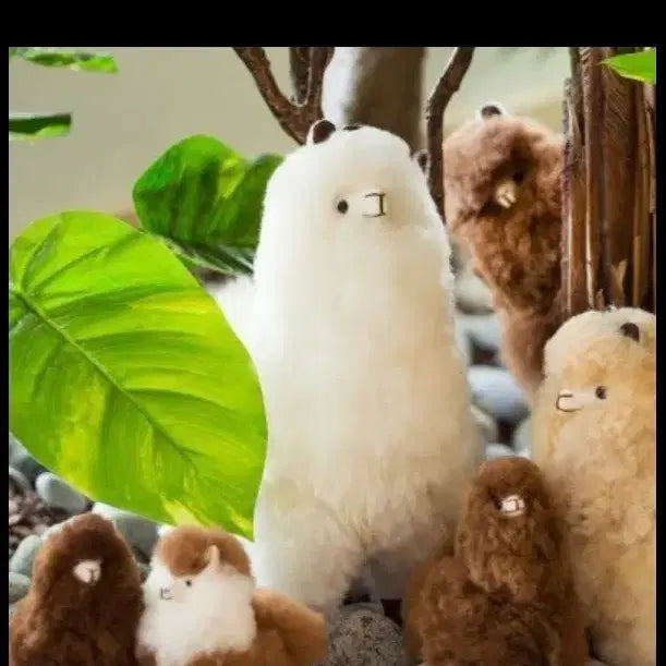[BUNJANG] Cumbly Alpaca Plush Set (Medium) - White &amp; Light Beige / 컴발리 알파카 중 화이트 + 소 베이지 일괄판매
