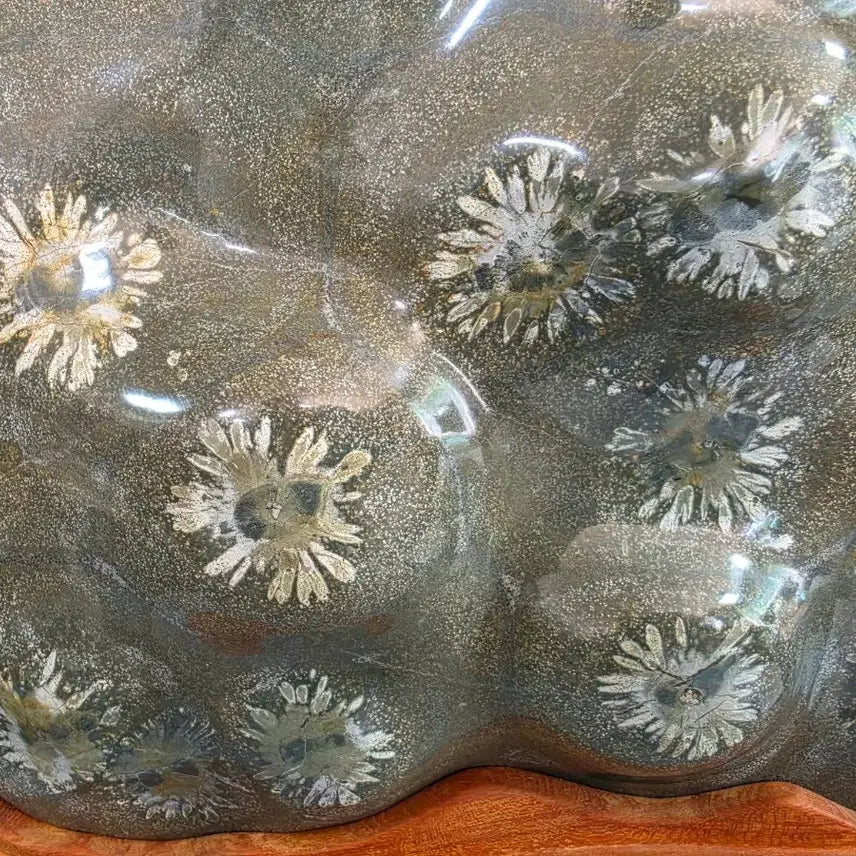 [BUNJANG] Grade 1 White Chrysanthemum Fossil / 1급 백국화석