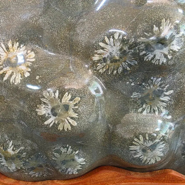 [BUNJANG] Grade 1 White Chrysanthemum Fossil / 1급 백국화석