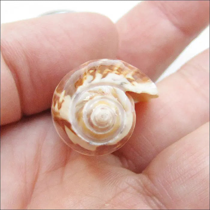 [BUNJANG] Namhaedaegyo Bridge Memorial (Real Seashell) Keychain / 남해대교기념 (실물 조개) [키링, 열쇠고리] (k292)