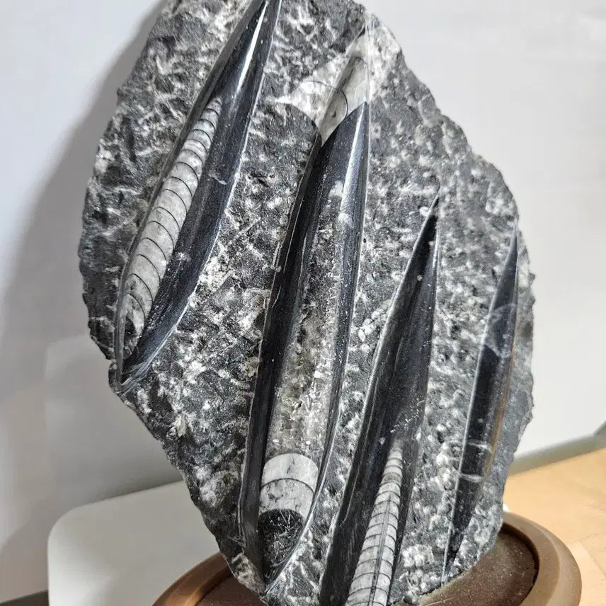 [BUNJANG] Unique Raw Stone with Fossil Inclusions - Interior Decor Object / 인테리어용 원석