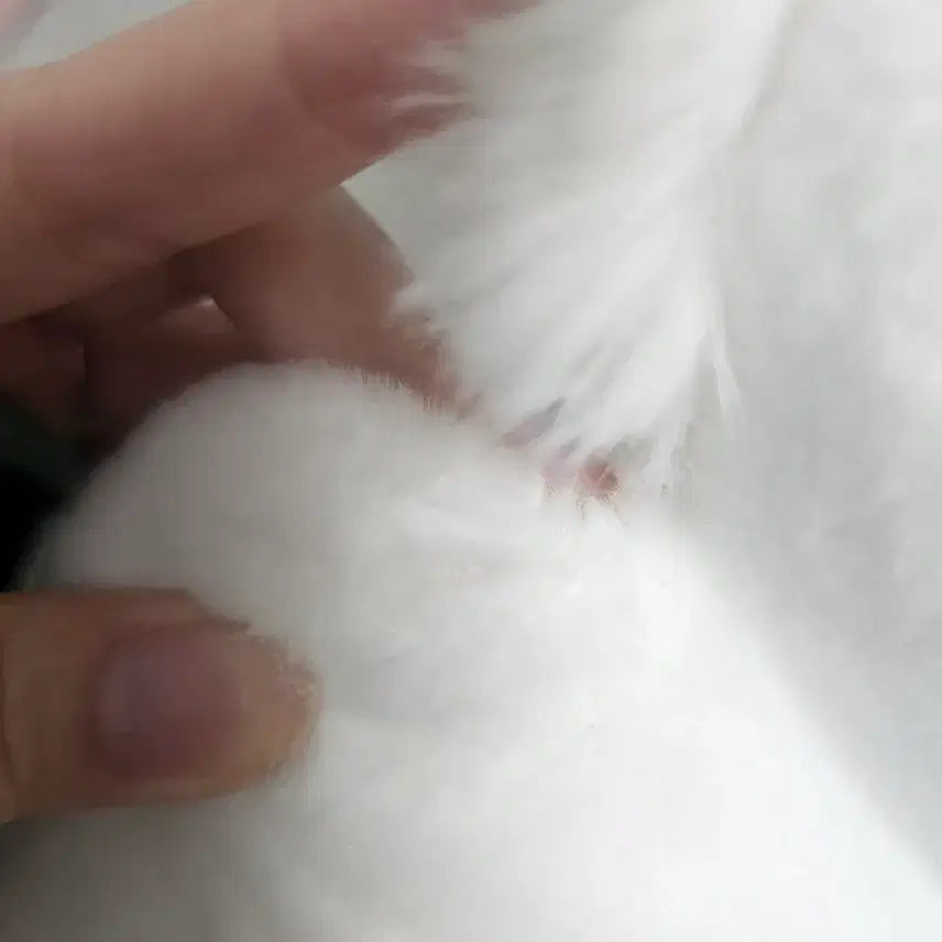 [BUNJANG] Momonga Plush (B Prize) / [판매] 모몽가쿠지 B상