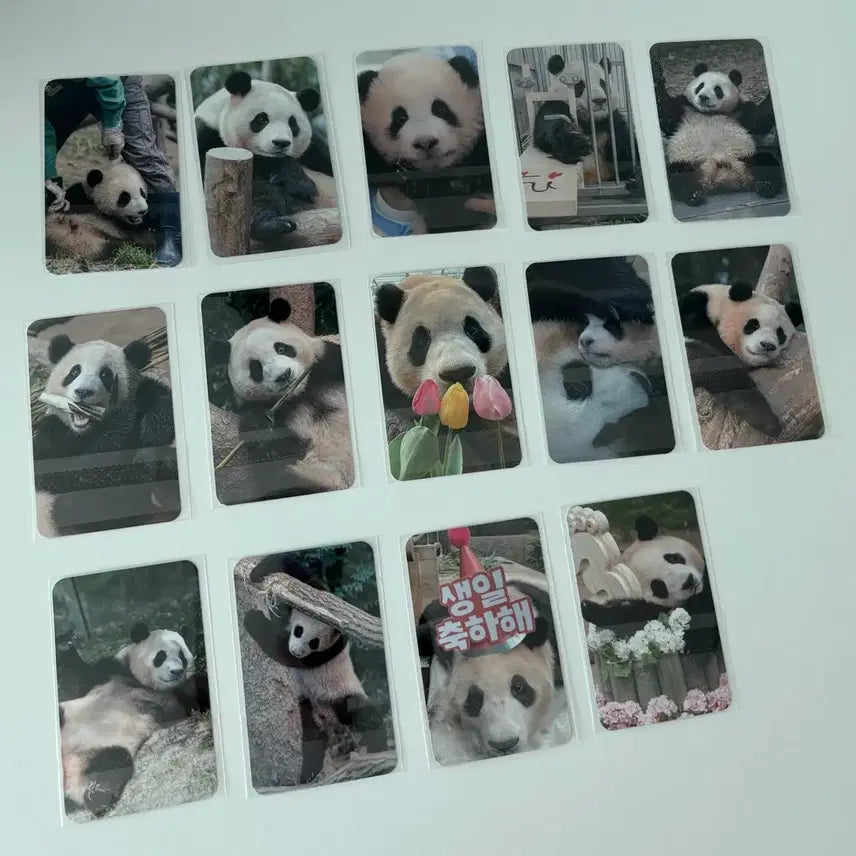 [BUNJANG] Fu Bao 2024 Signature 14 Photocard Set Bundle / 푸바오 초판 시그 푸적 14종 드볼 일괄판매