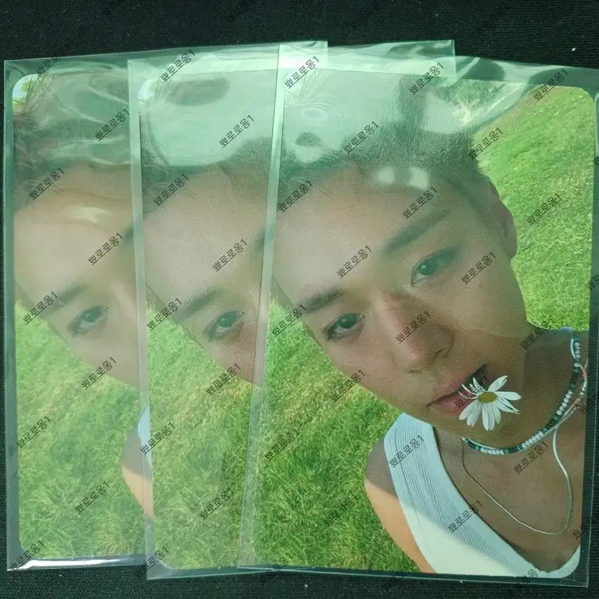 [BUNJANG] Park Ji Hoon Reflect Photocard / 박지훈 Reflect 포카 (장당)