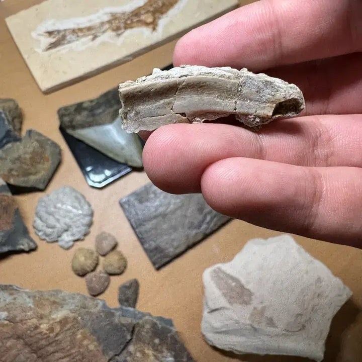 [BUNJANG] Psittacosaurus Bone Fossil Fragments / 프시타코사우루스 뼈화석들