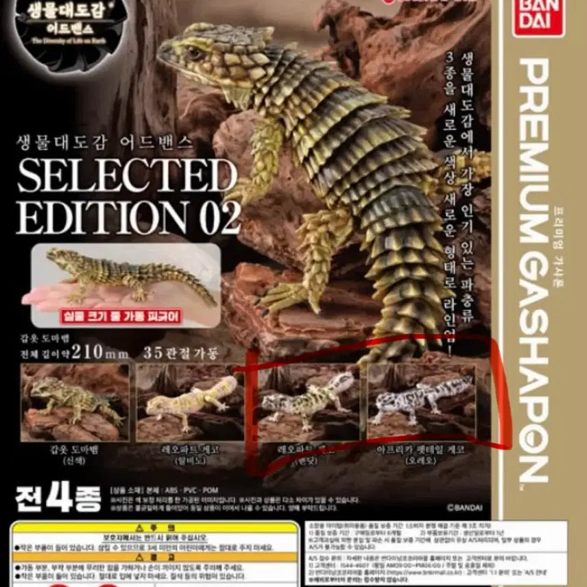 [BUNJANG] Leopard Gecko Bundle Set / 생물대도감 레오파드게코 일괄판매