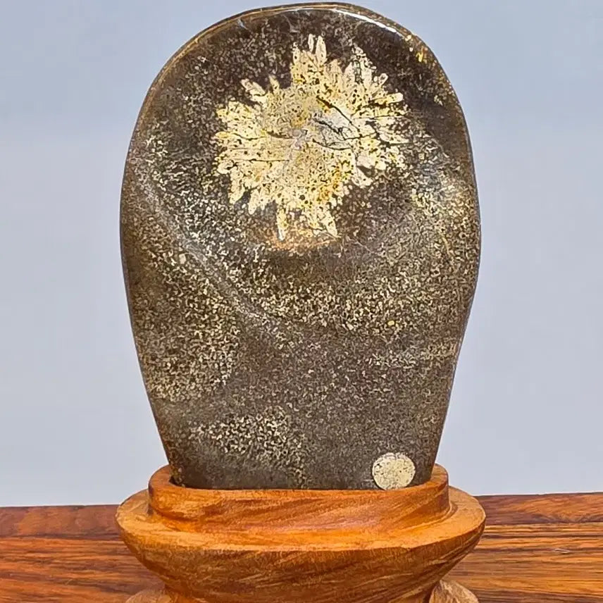 [BUNJANG] Chrysanthemum Stone Flower Stone - Large / 26100710 한송이 꽃이 활짝 잘핀 청송 국화석 꽃돌 수석 팝니다