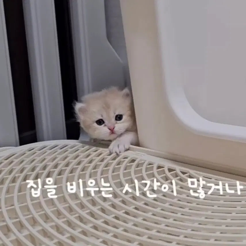 [BUNJANG] Unknown Item / 거양이