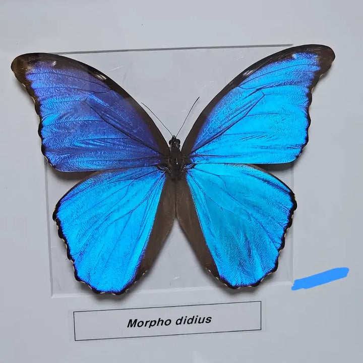 [BUNJANG] Morpho Butterfly Specimen / 모르포 나비 표본 판매